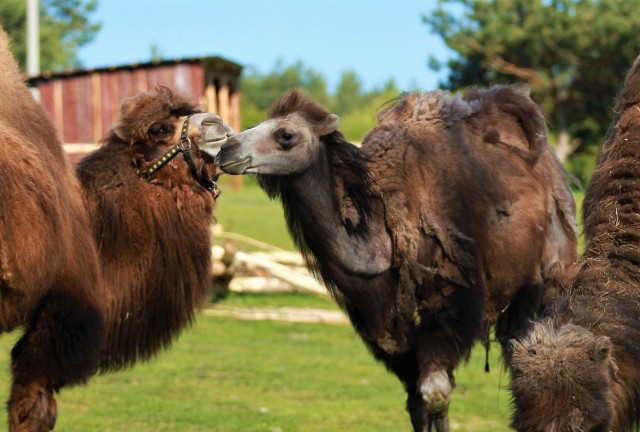 Zoo "Leśne Zacisze" w Lisowie ma nowego mieszkańca. To wielbłąd dwugarbny o imieniu Haruki.