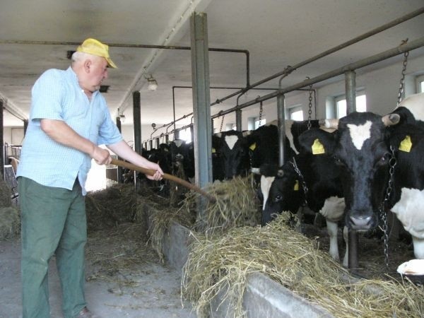 Leon Gawron, rolnik z Włoszczowy hoduje 12 krów. Mówi, że z powodu suszy produkcja mleka spadła mu o połowę.