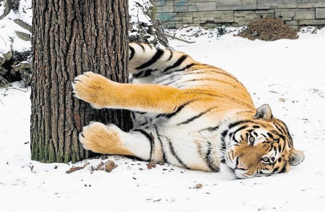 Tygrys amurski uwielbia tarzać się w białym puchu
