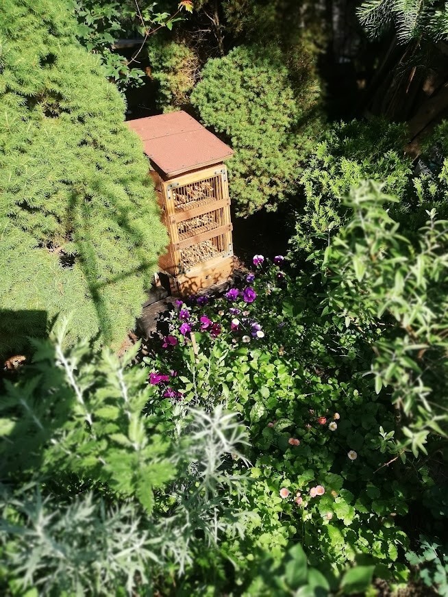 Kalendarium ogrodnika. Jak zadbać o owady zapylające? Pora ułatwić pszczołom samotnicom przyjście na świat