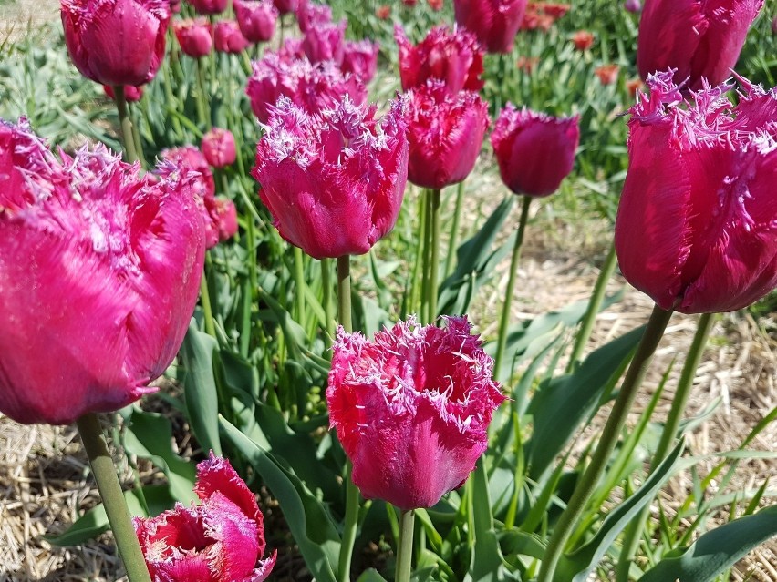 W Magicznych Ogrodach koło Janowca zakwitły tulipany. Zobacz zdjęcia 