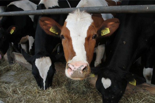 Wzrosło pogłowie bydła, skup mleka i jego cenaPopulacja bydła w grudniu 2016 r. wynosiła 5 985 100 sztuk i była o 3,9 proc. wyższa niż przed rokiem oraz o 0,8 proc. niż w czerwcu