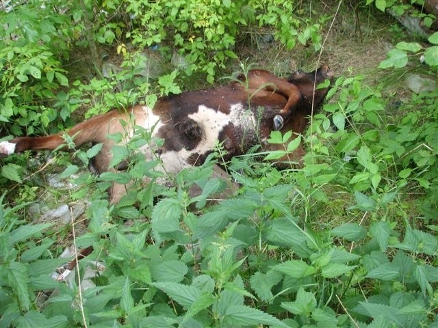 Padlina byka w lesie pod Ostrołęką