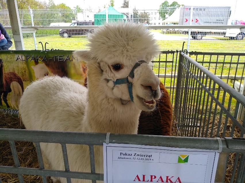 Petunie. surfinie. dalie. stokrotki afrykańskie, krzewy...