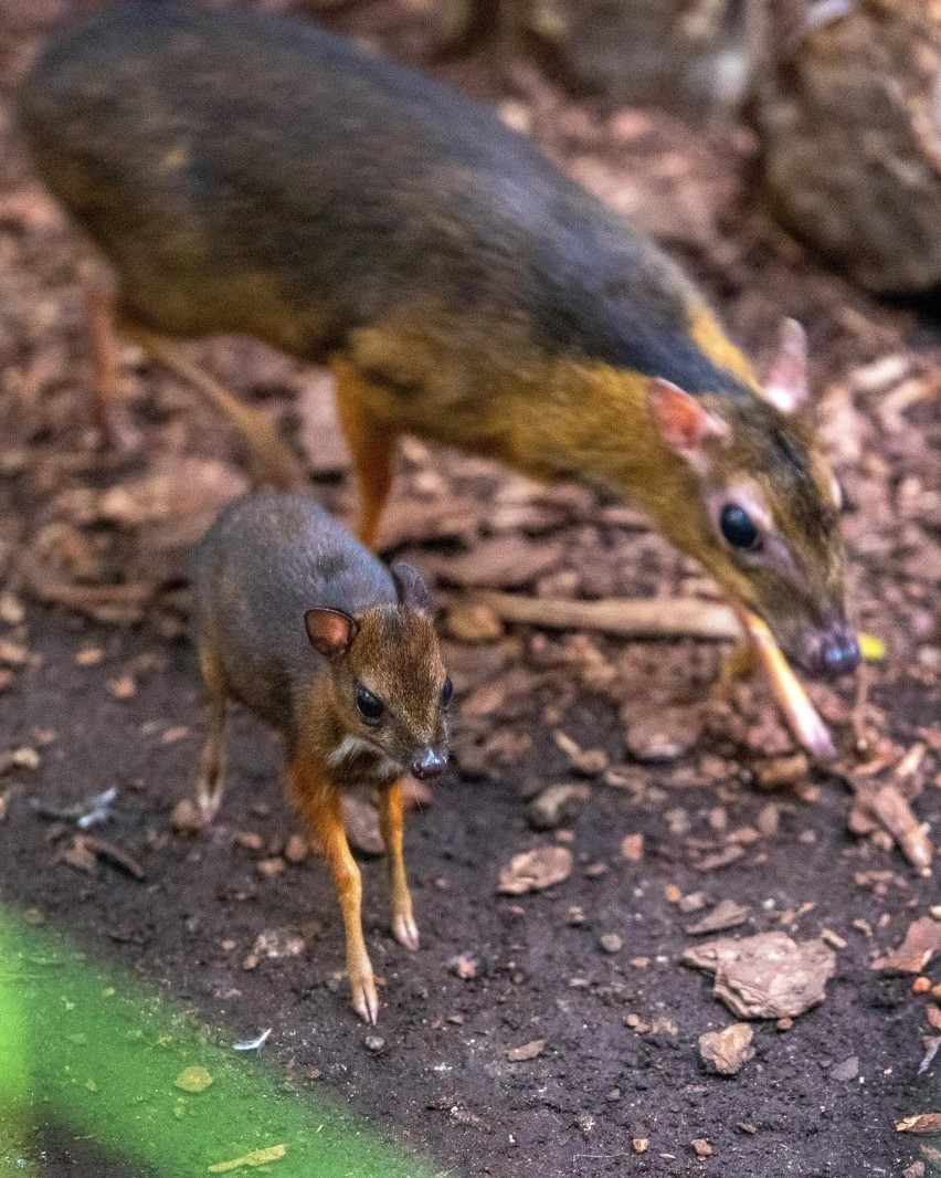 Myszojeleń ma imię! Łodzianie wybrali imię dla młodego kanczyla z łódzkiego zoo