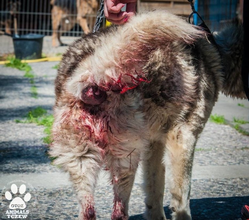 Zaniedbany i chory pies to zbędny balast? Zapadł wyrok skazujący właścicieli za stan Algosa, rasy Siberian Husky [DRASTYCZNE ZDJĘCIA] 