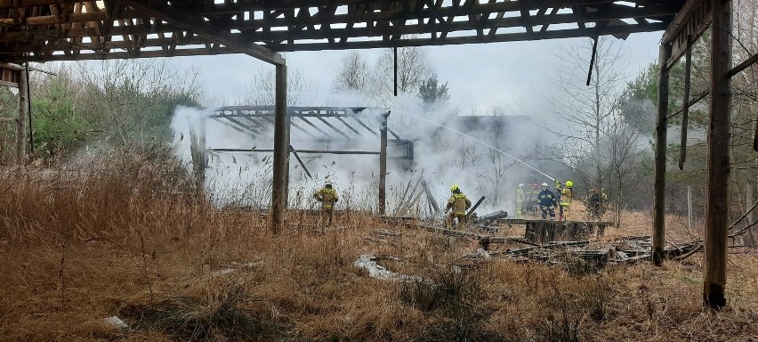 Pożar budynków w miejscowości Wiosna. Ogień gasiło pięć zastępów strażackich