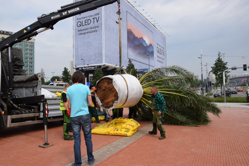 Palmy w sobotę 12 maja wróciły na rynek w Katowicach