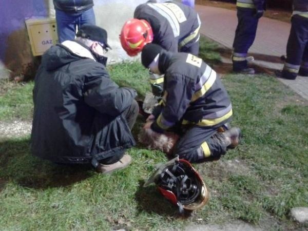 Strażacy z Choszczna uratowali psa z płonącego mieszkania [zdjęcia]
