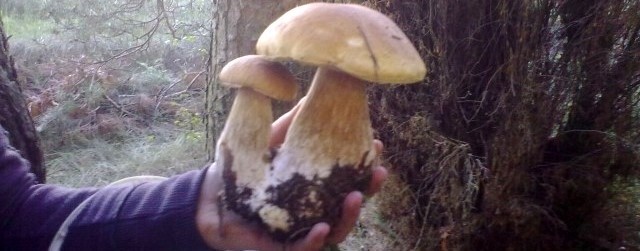 Zdjęcia grzybów przysłał internauta Wojtek - dziękujemy.