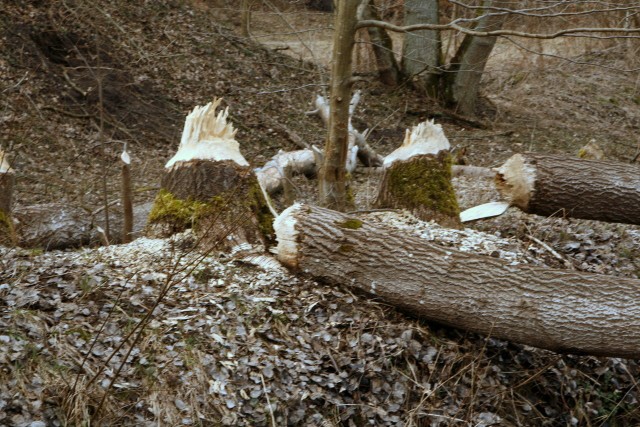 Drzewa ścięte przez bobry nad rzeką Glaźnią