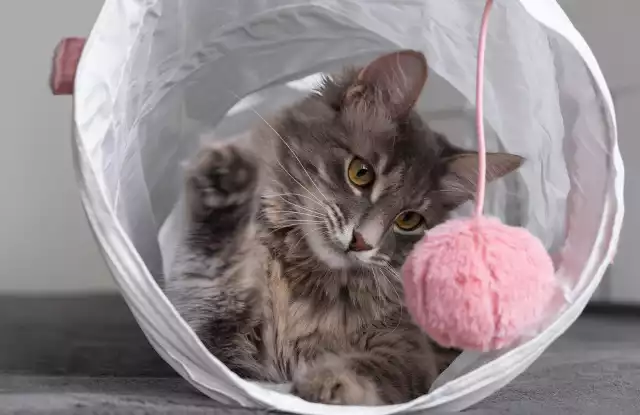 Dzień Kota: jakie akcesoria i zabawki powinien posiadać każdy miłośnik  kotów | Strefa Agro