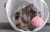 Dzień Kota: jakie akcesoria i zabawki powinien posiadać każdy miłośnik kotów