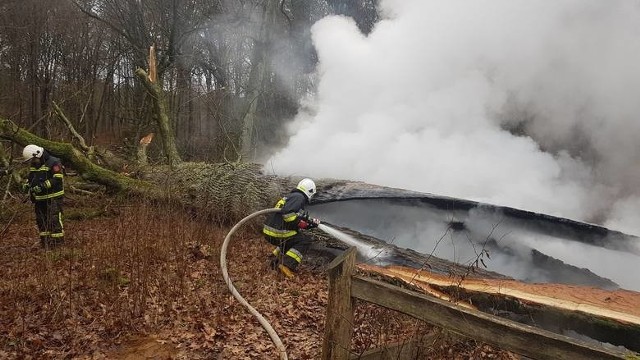 500-letni „Dąb Rzeczypospolitej” spłonął w Boże Narodzenie. Strażacy nie mają wątpliwości, że to było podpalenie.