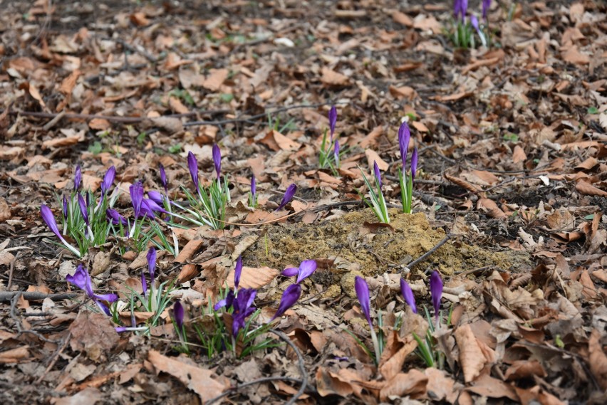 W tarnowskich parkach widać już pierwsze oznaki wiosny [ZDJĘCIA]