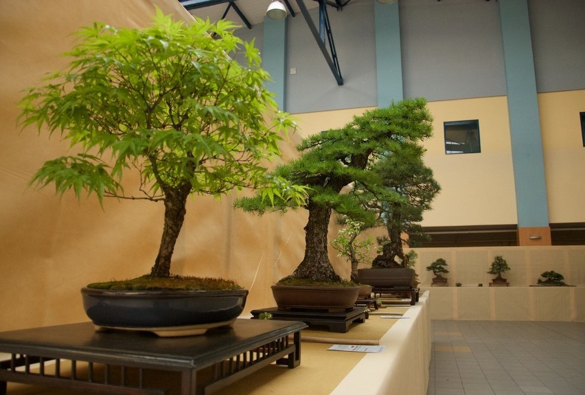  Drzewka bonsai na wystawie we Wrocławiu (ZDJĘCIA, PROGRAM)