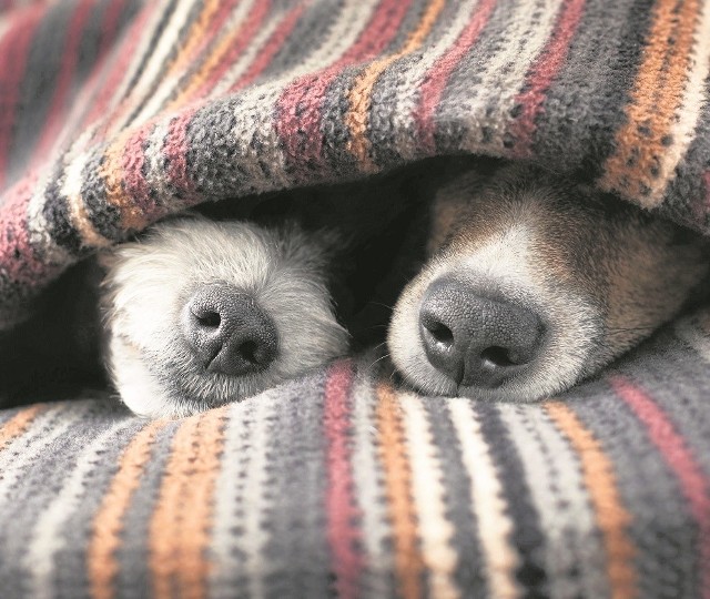 Zakochane psy są bardziej skłonne do ucieczek,bywają nerwowe, nie jedzą i nie śpią