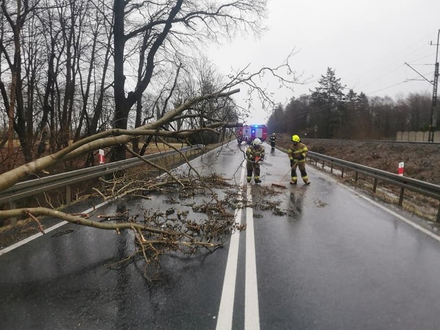 Powalone drzewa, zerwane plandeki i uszkodzone dachy na terenie gminy Ustronie Morskie