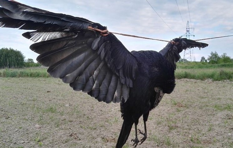 Na polach uprawnych pod Brzezinami wiszą martwe ptaki,