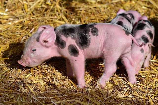 Producenci prosiąt są w bardzo trudnej sytuacji