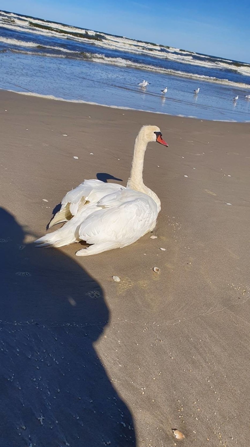 Łabędź na plaży w Kątach Rybackich. Na przyjazd służb turyści czekali kilka godzin