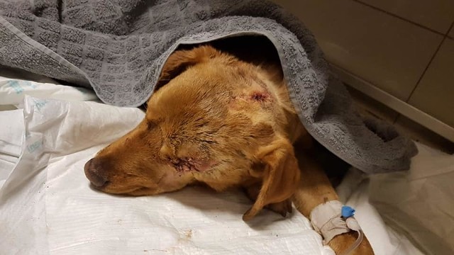 Pies zakopany żywcem w gminie Siedlisko 6 stycznia 2019 roku, w okolicy wsi Borowiec jest po operacji. Stracił oko. Nie było możliwości żeby je uratować.