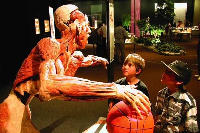 Wystawa ludzkich ciał Body Worlds w Katowicach od 10 lutego