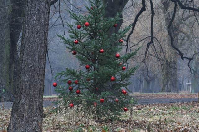 Przystrojona młoda daglezja