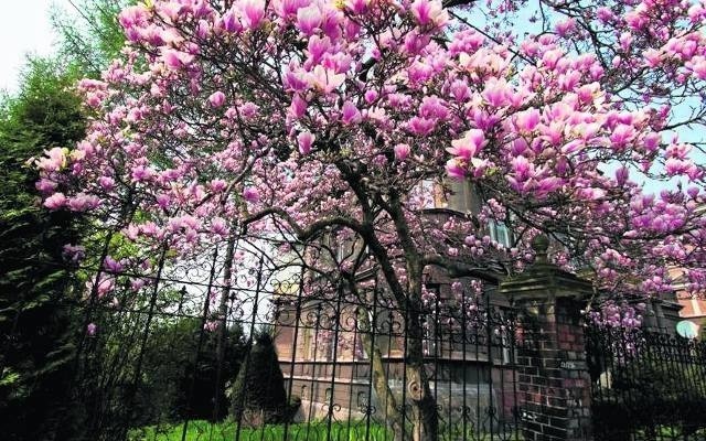 Cieszyńskie magnolie już powoli kwitną, choć na pełne ich piękno trzeba jeszcze trochę poczekać
