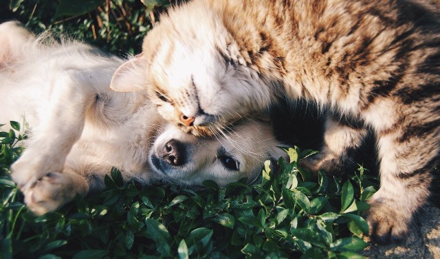 Toksokaroza jest chorobą odzwierzęcą, którą można zarazić się przede wszystkim przez styczność z kocim lub psim kałem.
