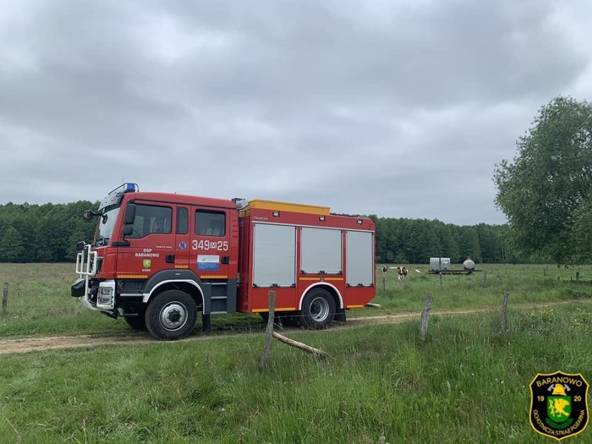 Gmina Baranowo. Nietypowa akcja strażaków z OSP Baranowo. Zostali wezwani do... bocianiego gniazda. Pomogli, jak zawsze