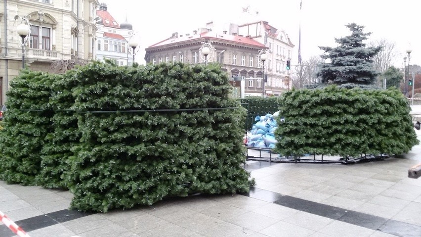 Bielsko-Biała: rośnie choinka na placu Chrobrego [ZDJĘCIA]