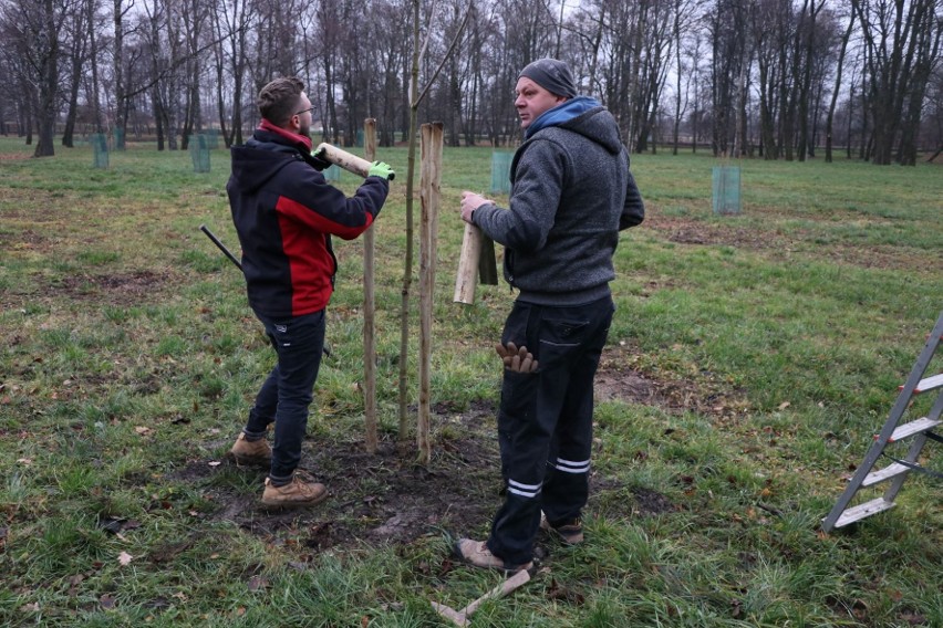 W Parku Lubomirskich w Przemyślu trwa akcja sadzenia drzew.