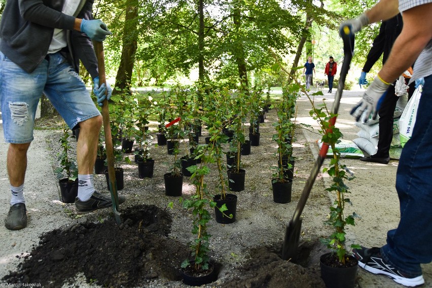 Park Planty w Białymstoku zyskał nowe rośliny