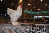 Stowarzyszenie z Torunia pokazało w Solcu Kujawskim najpiękniejsze gołębie, ozdobne kury i kaczki (zdjęcia)