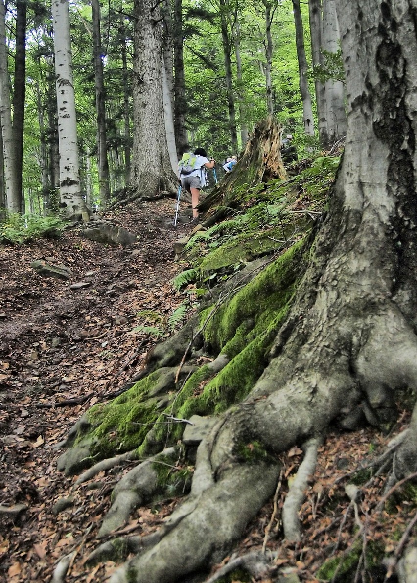 Odkryj Beskid Wyspowy. W sobotni deszczowy wieczór pokonali Korab, a w niedzielny słoneczny poranek wspięli się na Jaworz