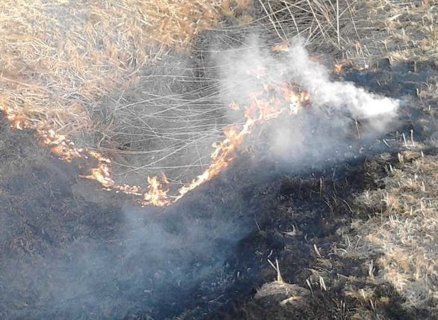 Wypalanie traw i zarośli jest prawnie zabronione! Tylko w ciągu ostatniego miesiąca strażacy odnotowali 25 takich pożarów w powiecie włoszczowskim.