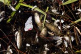 Kilka ton martwych ryb w Nysie Kłodzkiej. Kto je otruł?
