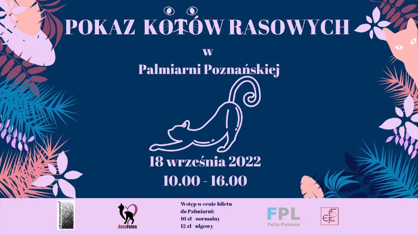 Pokaz Kotów Rasowych w Poznaniu. Palmiarnia powraca do tradycji
