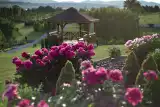 Arboretum Wojsławice tonie w kwiatach. Zakwitły piwonie i różaneczniki. Idealny pomysł na weekendową wycieczkę