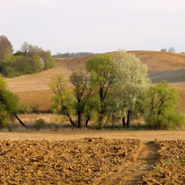 Od 30 czerwca wnioski gospodarzy będzie przyjmowała Agencja Restrukturyzacji i Modernizacji Rolnictwa.