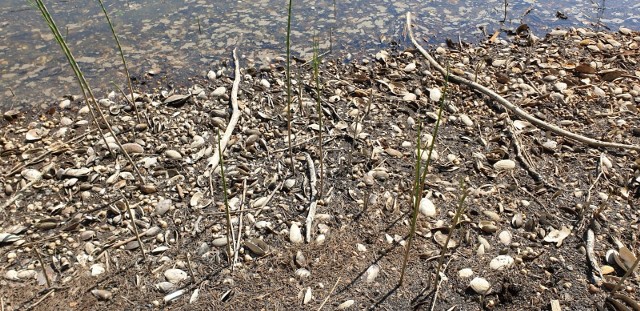 W wyniku obniżenia lustra wody jeziora Głębokiego zginęło tysiące organizmów - małż i ślimaków, które pełnią istotną rolę w ekosystemie.