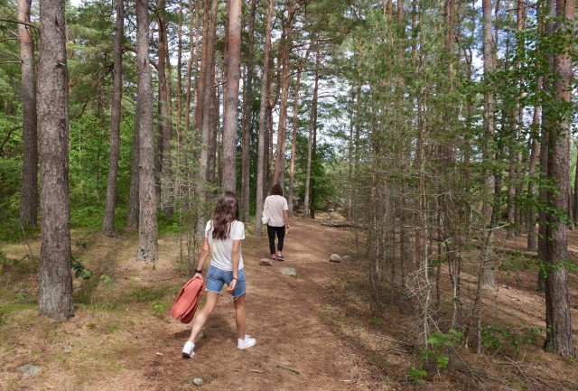 Zakaz wstępu do lasu na terenie Nadleśnictwa Włocławek obowiązuje od 26 maja do 15 czerwca.