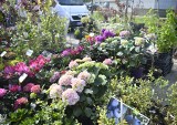Duży wybór kwiatów balkonowych i ogrodowych na targowisku Korej w Radomiu. Jakie ceny? Zobacz zdjęcia 