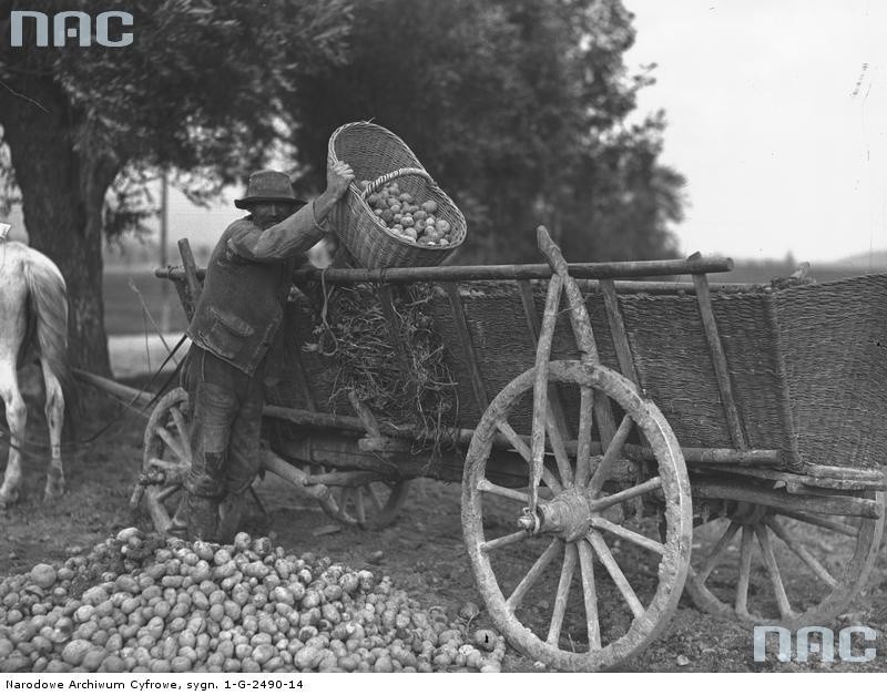 Zdjęcie: Wykopki - załadunek zbiorów na wozy, 1931 r....