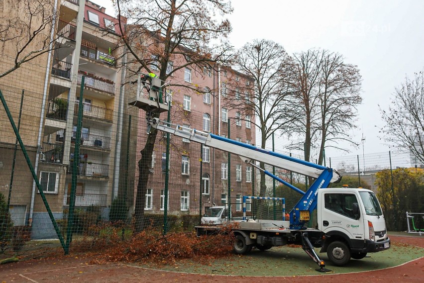 Wielkie cięcie drzew, które martwi mieszkańców centrum Szczecina