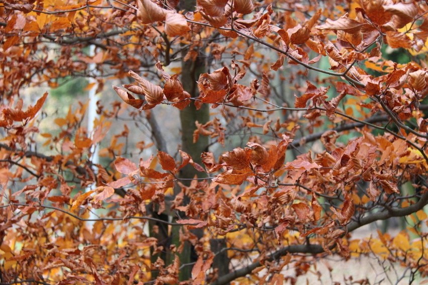 Tak wygląda park Zielona w jesiennych barwach