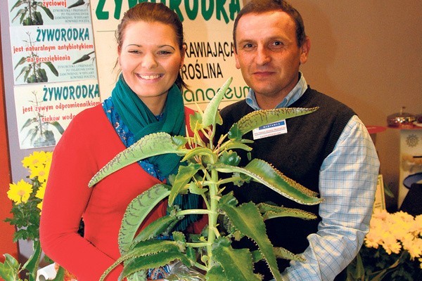 Żyworódka jest ostatnio przebojem wśród roślin leczniczych.