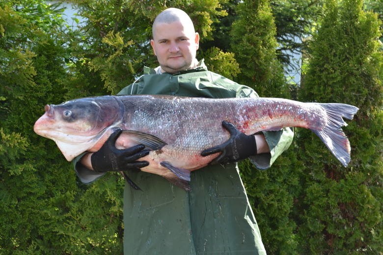 Ryby złowione przez mieszkańców kujawsko-pomorskiego.