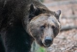 Spotkanie z niedźwiedziem. Co robić? Przypominamy wskazówki Parku Narodowego